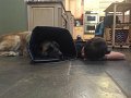 Alex_meetMrMoose (2)